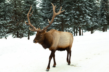 The Elk in the winter with snow and pine trees holiday