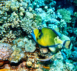 Group of coral fish  blue water.