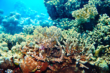 Fototapeta premium Group scuba diver in water.