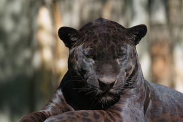 Naklejka premium Portrait of the black leopard