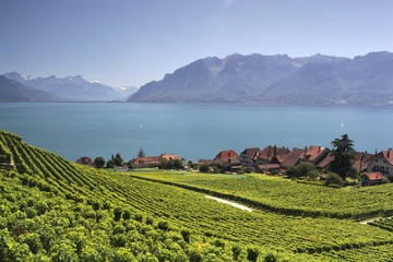 View over lake Geneva from the Lavaux vines. - obrazy, fototapety, plakaty