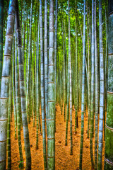 Bamboo trees and yellow leaves on the ground