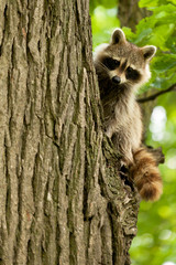 Cute Raccoon Climbing Tree