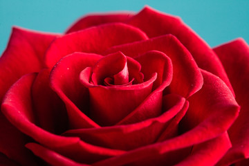 Closeup of blossoming red rose flower on blue
