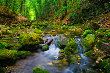 River in deep wood