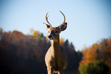 Deer Close up fall colors trees and blue sky