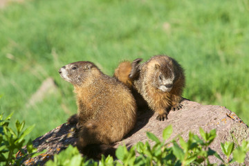 Yellow-bellied Marmots on rock