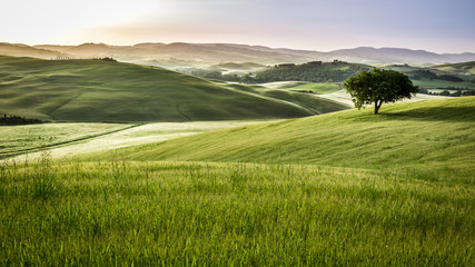 Fototapeta premium Foggy meadows in the morning, Tuscany