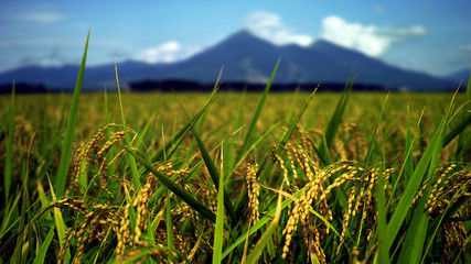 Fototapeta premium 磐梯山と稲穂