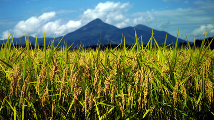 Naklejka premium 磐梯山と稲穂