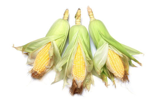 fresh ear of corn on white background