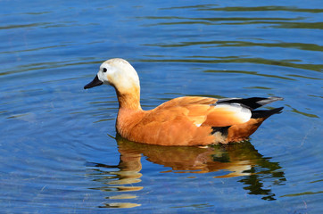 Красная утка (Огаарь) в водоеме
