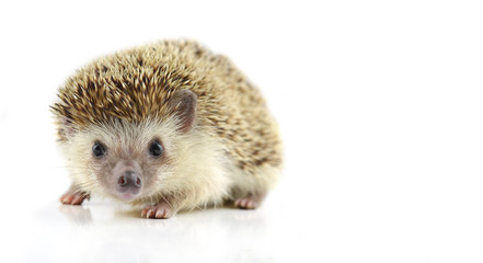 Hedgehog isolate on white background