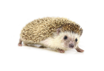 Hedgehog isolate on white background