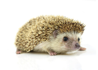 Hedgehog isolate on white background
