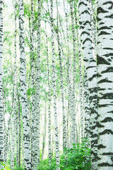 forest birch - 66239070