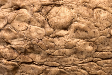 Walnut texture, closeup