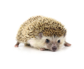Hedgehog isolate on white background