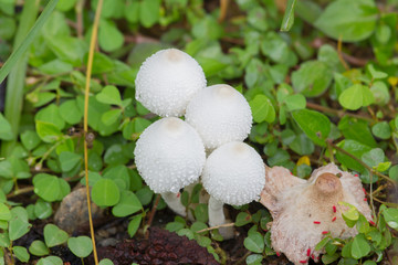 Fresh growing mashrooms in the ground.