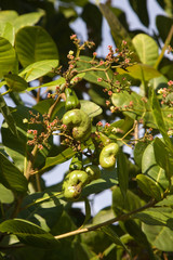 Cashew nuts growing on a tree. Thailand
