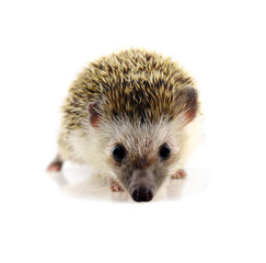 Hedgehog isolate on white background