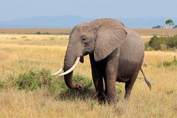 Fototapeta na wymiar Słoń afrykański, Park Narodowy Masai Mara