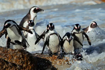 Zelfklevend Fotobehang Pinguïn Afrikaanse pinguïns (Spheniscus demersus)