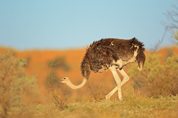 Female ostrich, Kalahari desert
