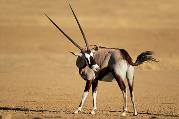 Gemsbok antelope, Kalahari desert