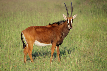 Sable antelope in grassland