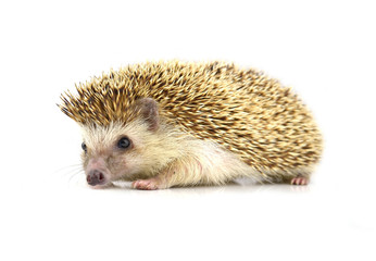 Hedgehog isolate on white background