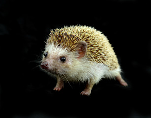 Hedgehog isolate on  background