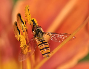 syrphe butinant le pollen