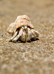 Crab