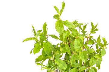 Branches of Bird Cherry tree