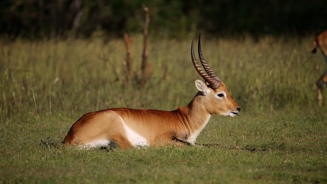 Red lechwe antelope relaxing on grass