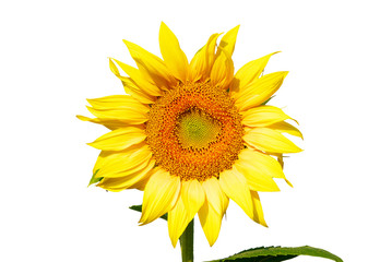 Obraz premium sunflower