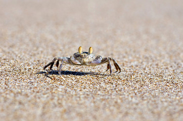 crab