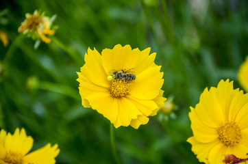 Убийство на цветке