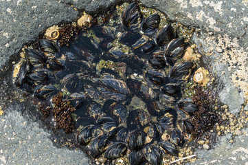 Group of mussels clinging to rocks