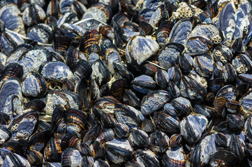 Group of mussels clinging to rocks