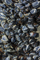 Group of mussels clinging to rocks