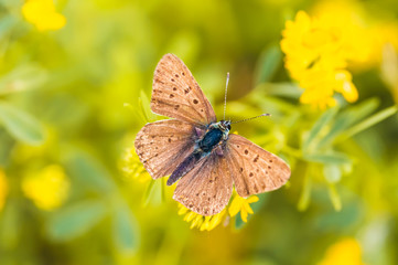 Little brown butterfly with black spots on a yellow flower