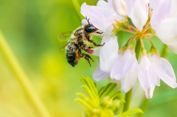 Fototapeta na wymiar A wild wet bee gathering pollen on a pink clover flower