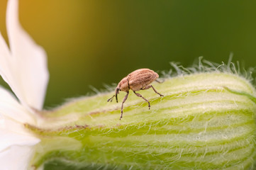 Long Nosed Weevil, Curculio elephas or Curculio nucum, on a flower © Maxal Tamor