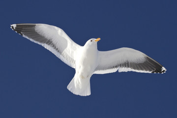 Dominican gull soaring over the Antarctic islands sunny winter d