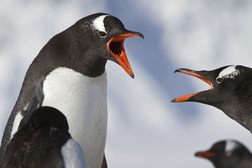 Gentoo penguin two during an argument at the nests