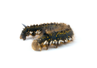 Caterpillar