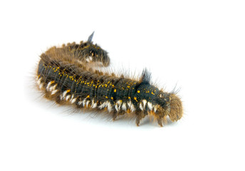 Caterpillar