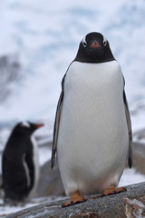 Obraz premium Gentoo penguin which stands on the shores of the Antarctic islan